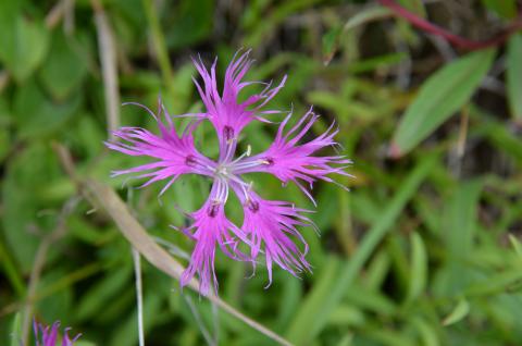 Аморфа кустарниковая синяя акация. Стефанандра. Мелкие белые цветочки полевые. Растение 6 букв последняя с. Spiranthes cernua.