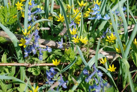 ГУСИНЫЙ ЛУК НАКАИ И ХОХЛАТКА СОМНИТЕЛЬНАЯ.jpg