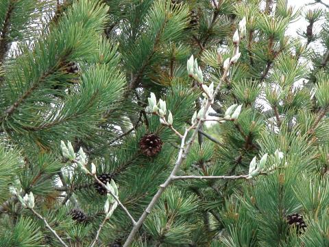 ИВА КОЗЬЯ.jpg