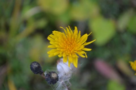 КОЗЕЛЕЦ ЛУЧИСТЫЙ.jpg