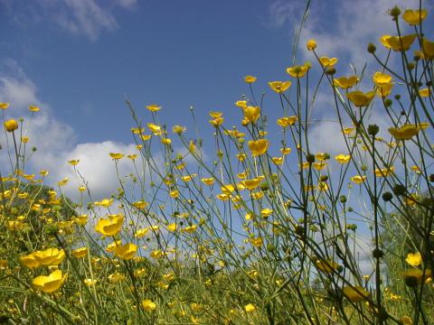 ЛЮТИК ЕДКИЙ.jpg