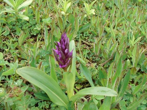 ПАЛЬЧАТОКОРЕННИК ОСТИСТЫЙ.jpg