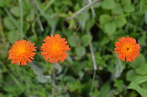 ЯСТРЕБИНКА ОРАНЖЕВАЯ.jpg