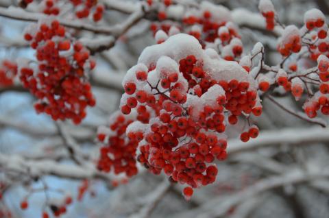 DSC_6524 (Фото Владимир Чуйко).jpg DSC_6524 (Фото Владимир Чуйко).jpg