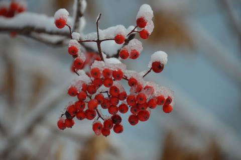 DSC_6525 (Фото Владимир Чуйко).jpg DSC_6525 (Фото Владимир Чуйко).jpg