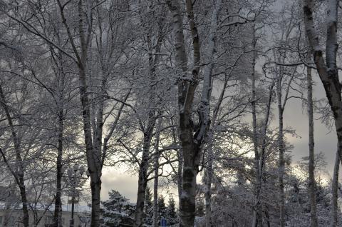 DSC_6539 (Фото Владимир Чуйко).jpg DSC_6539 (Фото Владимир Чуйко).jpg