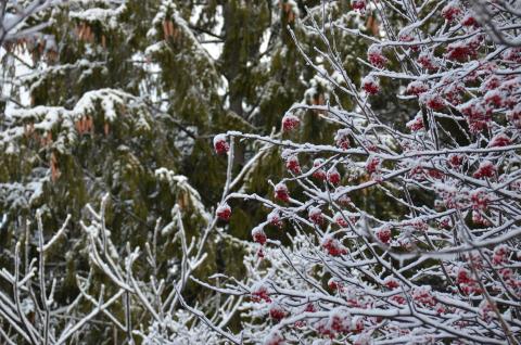 DSC_6571 (Фото Владимир Чуйко).jpg DSC_6571 (Фото Владимир Чуйко).jpg