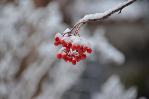 DSC_6575 (Фото Владимир Чуйко).jpg DSC_6575 (Фото Владимир Чуйко).jpg