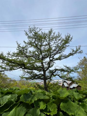 WhatsApp Image 2024-06-14 at 11.17.12.jpeg WhatsApp Image 2024-06-14 at 11.17.12.jpeg