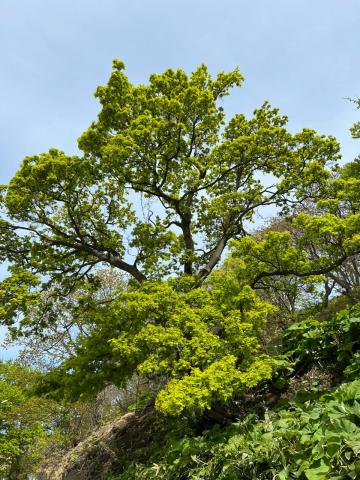 WhatsApp Image 2024-06-14 at 11.17.13.jpeg WhatsApp Image 2024-06-14 at 11.17.13.jpeg