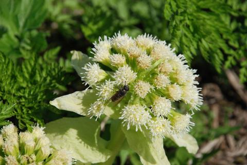 БЕЛОКОПЫТНИК ЯПОНСКИЙ_1.jpg