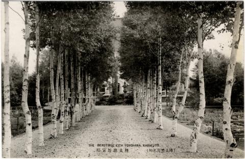 БЕРЕЗОВАЯ АЛЛЕЯ У РЕЗИДЕНЦИИ ГУБЕРНАТОРА КАРАФУТО_0.jpg