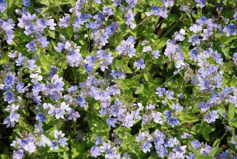 ВЕРОНИКА ДУБРАВНАЯ, НИВНЯК ОБЫКНОВЕННЫЙ_1.jpg