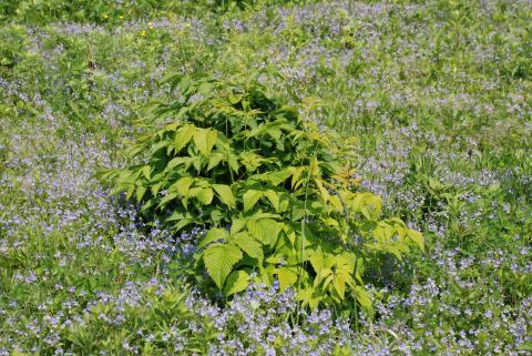 ВЕРОНИКА ДУБРАВНАЯ_1.jpg