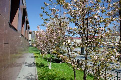 ВЕСНА НА ПРОСПЕКТЕ ПОБЕДА_0.jpg