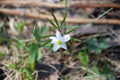 ВЕТРОВОЧНИК СЛАБЫЙ_1.jpg