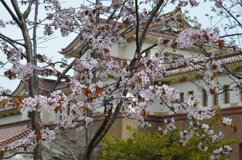 ВО ДВОРЕ КРАЕВЕДЧЕСКОГО МУЗЕЯ ВЕСНОЙ_0.jpg