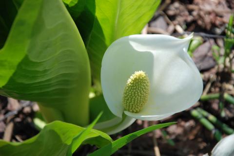 ВРЕМЕННОКРЫЛЬНИК КАМЧАТСКИЙ_2.jpg