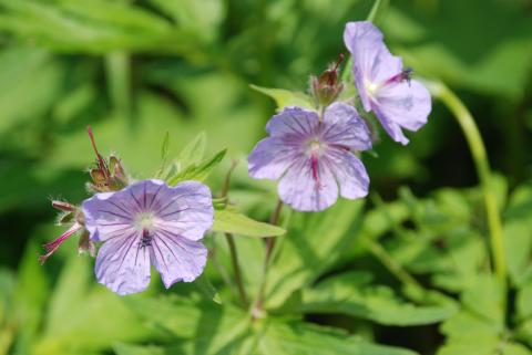 ГЕРАНЬ ПУШИСТОЦВЕТКОВАЯ ИЛИ ВОЛОСИСТОЦВЕТКОВАЯ_1.jpg