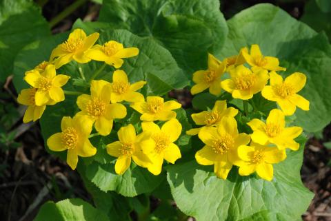 КАЛУЖНИЦА ДУДЧАТАЯ (2)_1.jpg