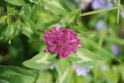 КЛЕВЕР ЛУГОВОЙ_1.jpg