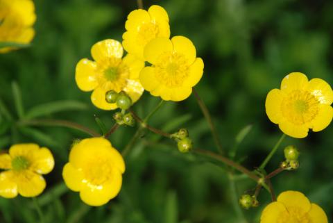 ЛЮТИК ЕДКИЙ (2)_1.jpg