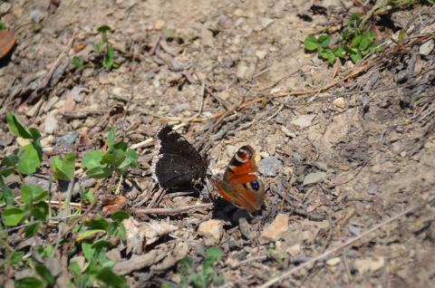 МАХАОНЫ ТРАУРНИЦА И ПАВЛИНИЙ ГЛАЗ .JPG
