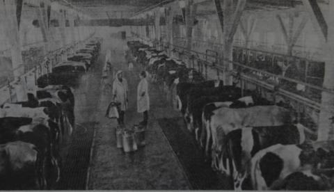 МЕХАНИЗИРОВАННАЯ МОЛОЧНО-ТОВАРНАЯ ФЕРМА В СОВХОЗЕ КОМСОМОЛЕЦ .JPG