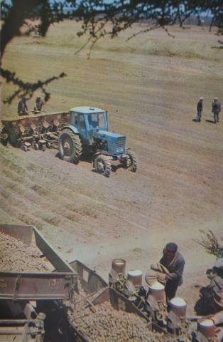 НА ПОЛЯХ СОВХОЗА КОМСОМОЛЕЦ (2).JPG