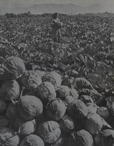 ОТЛИЧНУЮ КАПУСТУ ВЫРАЩИВАЮТ ОВОЩЕВОДЫ САХАЛИНА, НА ЗАДНЕМ ПЛАНЕ ПИК ЧЕХОВА .JPG