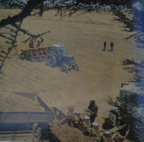 ПОСАДКА КАРТОФЕЛЯ.JPG