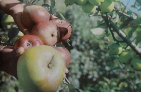 САХАЛИНСКИЕ ЯБЛОКИ. ФОТО Н.ЧЕРНЫШ.JPG