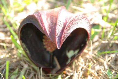 СВЯЗНОПЛОДНИК ПОЧКОЛИСТНЫЙ ИЛИ СИМПЛОКАРПУС_1.jpg