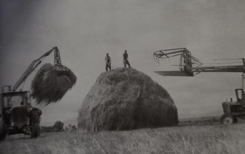 СЕНОКОС. ФОТО Н.ЧЕРНЫШ.JPG