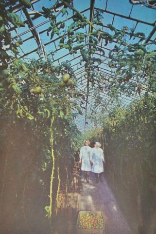 СОВХОЗ ТЕПЛИЧНЫЙ.JPG