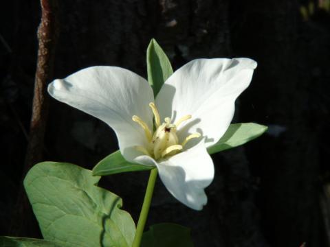 ТРИЛЛИУМ КАМЧАТСКИЙ_1.jpg