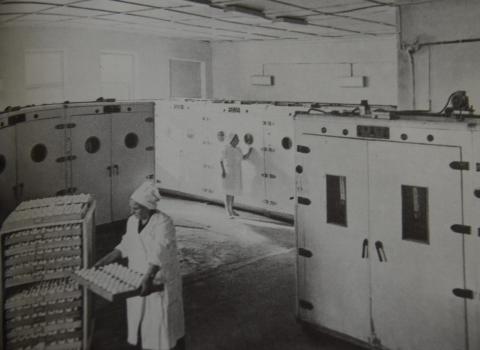 УПАКОВКА ЯИЦ НА ПТИЦЕФАБРИКЕ ЦЕНТРАЛЬНАЯ. ФОТО Н. ЧЕРНЫШ.JPG