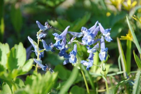 ХОХЛАТКА СОМНИТЕЛЬНАЯ_1.jpg