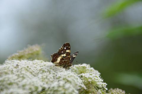 DSC_0317_1.JPG