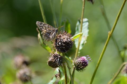 DSC_0805_3.JPG
