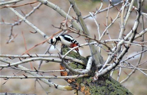 DSC_7666.JPG