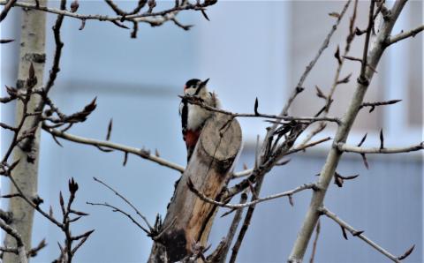 DSC_7677.JPG