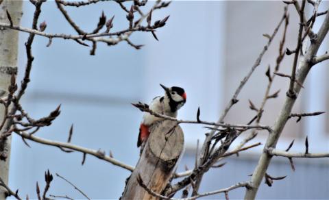 DSC_7679.JPG