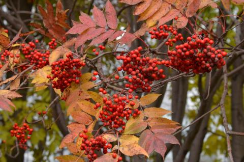 DSC_2396_0.jpg DSC_2396_0.jpg