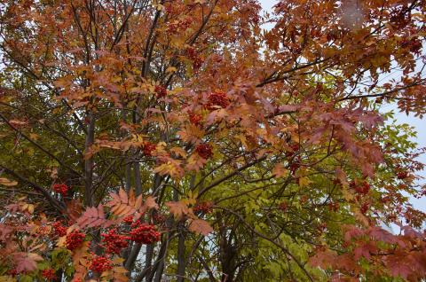 DSC_2400_0.jpg DSC_2400_0.jpg