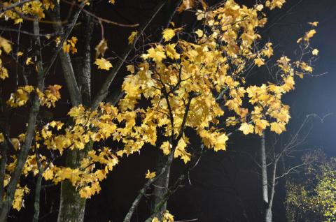 DSC_2424_0.jpg DSC_2424_0.jpg