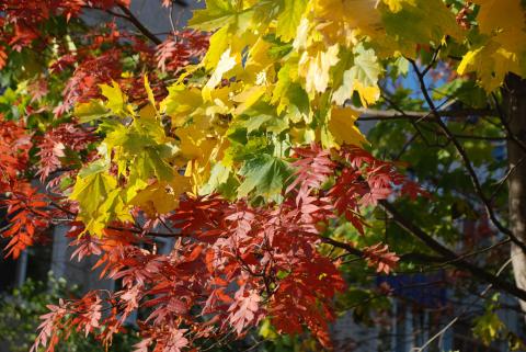 DSC_3162_0.jpg DSC_3162_0.jpg