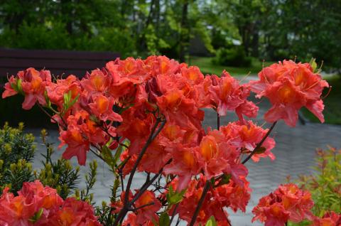 DSC_5193_0.jpg DSC_5193_0.jpg