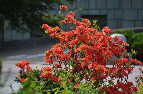 DSC_5195_0.jpg DSC_5195_0.jpg