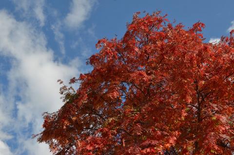 DSC_5222_0.jpg DSC_5222_0.jpg